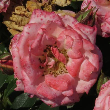 rosagigglesflo4garnonwilliams