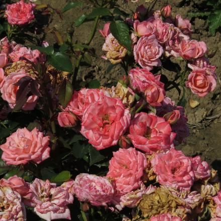 rosagigglesflo5garnonwilliams