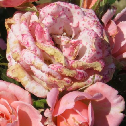 rosagigglesflo6garnonwilliams