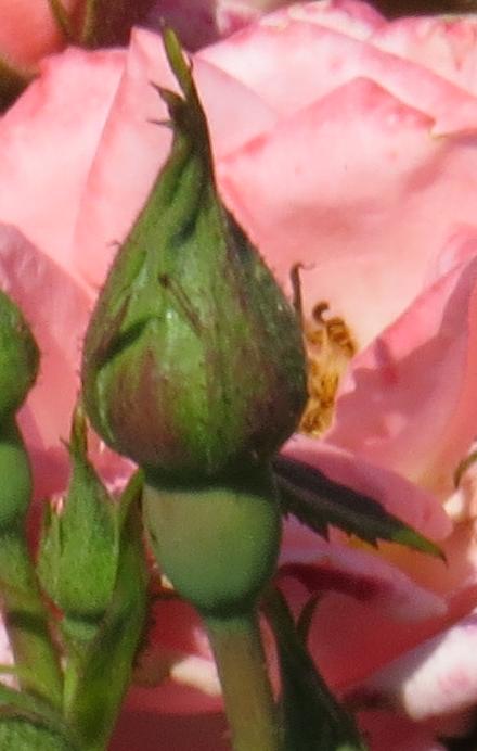 rosagigglesflobud1garnonwilliams