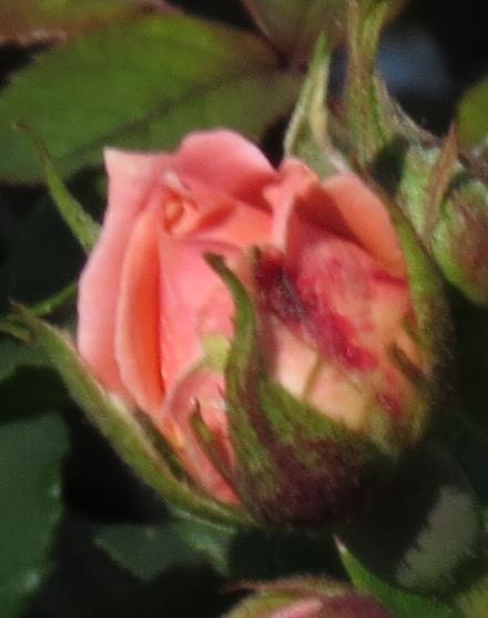 rosagigglesflobud2garnonwilliams