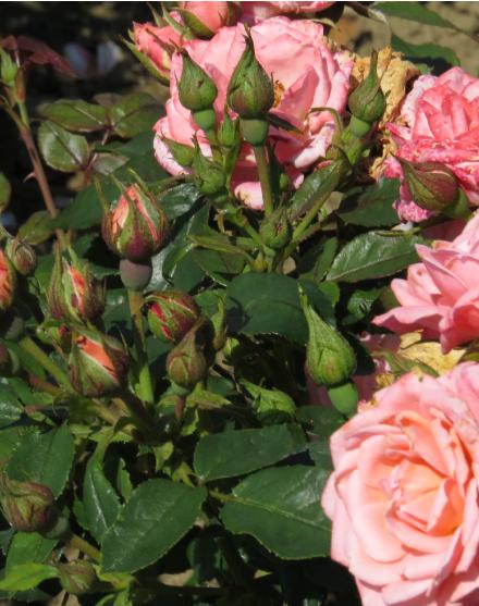 rosagigglesflobud3garnonwilliams