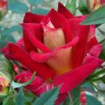 rosaglowingamberflorogerltd
