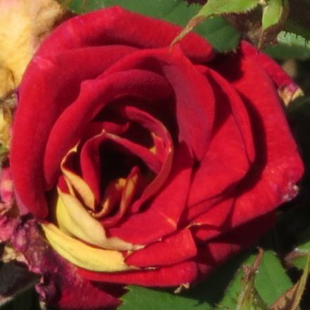 rosaglowingflo1ambergarnonwilliams