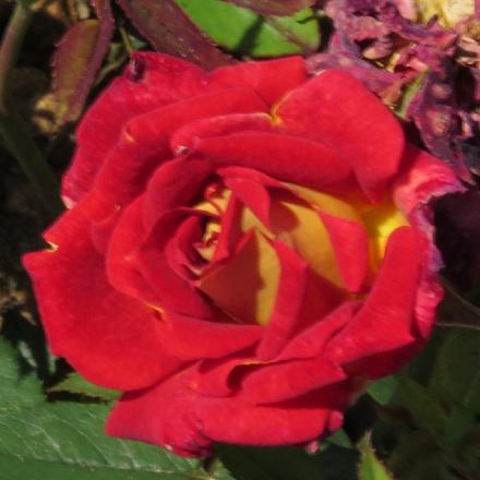 rosaglowingflo2ambergarnonwilliams
