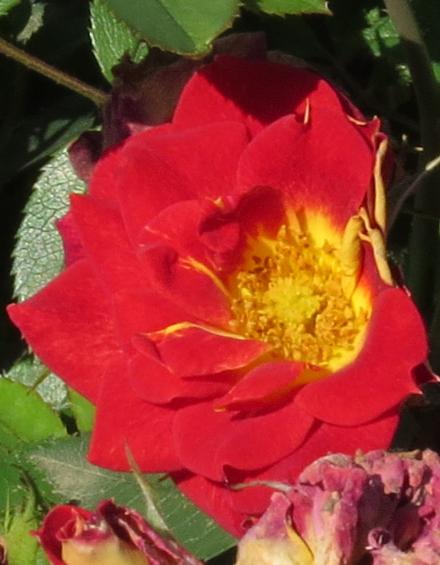 rosaglowingflo3ambergarnonwilliams