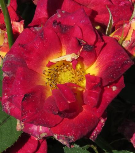 rosaglowingflo4ambergarnonwilliams