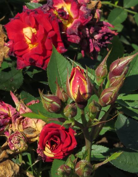 rosaglowingflo5ambergarnonwilliams