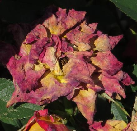 rosaglowingflo6ambergarnonwilliams