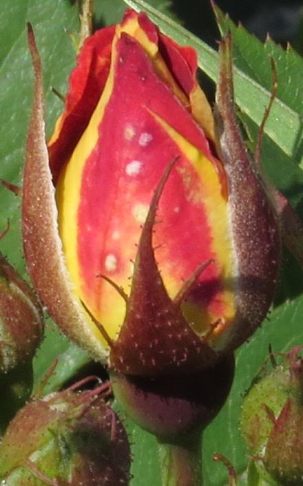 rosaglowingflobud2ambergarnonwilliams