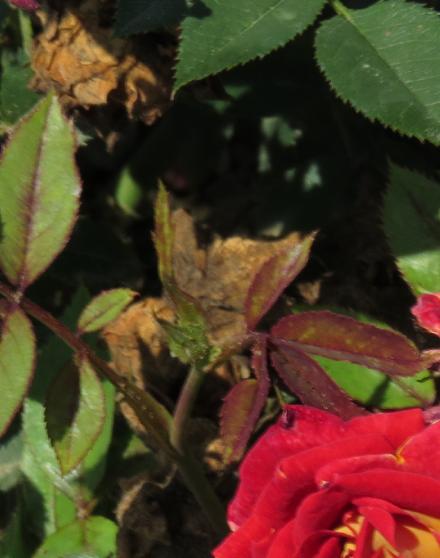 rosaglowingfolambergarnonwilliams