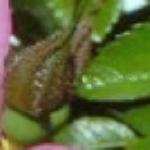rosamaxgrafflobudcrogerltd1