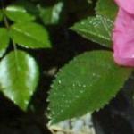 rosamaxgraffolrogerltd1