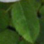 rosanevadafolrogerltd