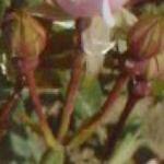rosanozomiflobudcrogerltd
