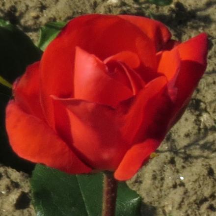 rosaorangeflo1sensationgarnonwilliams