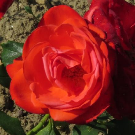 rosaorangeflo2sensationgarnonwilliams