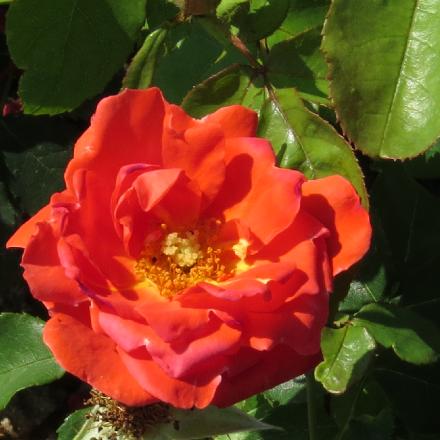 rosaorangeflo3sensationgarnonwilliams