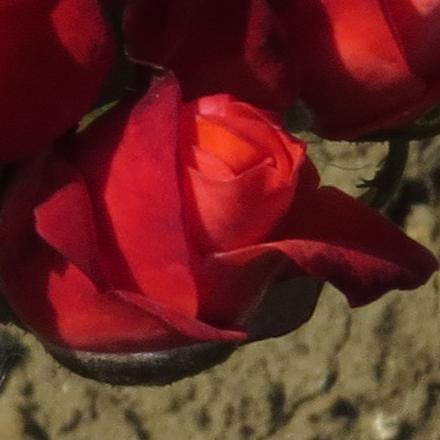 rosaorangeflobud2sensationgarnonwilliams