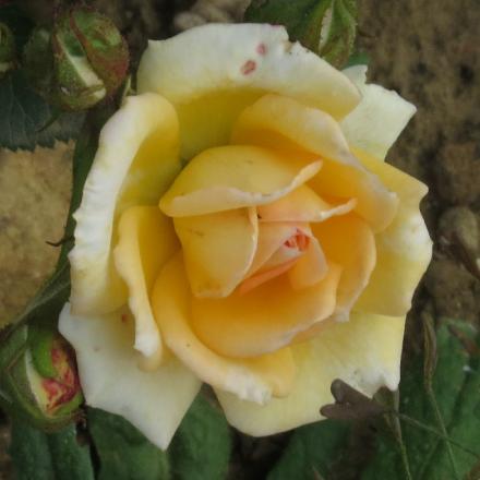 rosapartyflo1girlgarnonwilliams