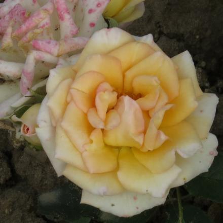 rosapartyflo2girlgarnonwilliams