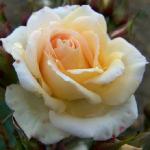 rosapartygirlflorogerltd