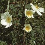 rosapimpinellifoliaflos1