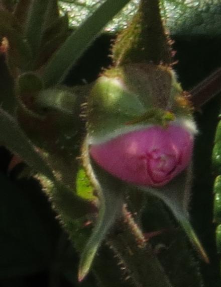 rosapinkflobud2grootendorstgarnonwilliams