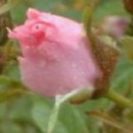 rosapinkgrootendorstflobudorogerltd