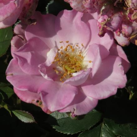 Modern Roses: 8 Miniature Bush - 'Scentsational'