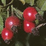 rosavillosaflohips