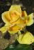 rosalowricflogarnonwilliams