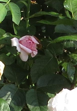 rosahelenrobinsonbudogarnonswilliams