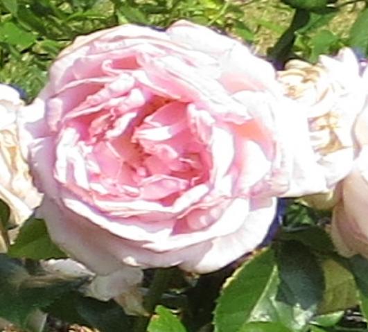 rosahelenrobinsonflomidgarnonswilliams
