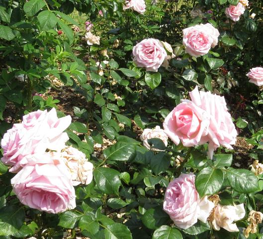 rosahelenrobinsonflosgarnonswilliams
