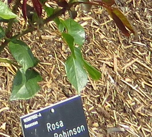 rosahelenrobinsonlabel2garnonswilliams1
