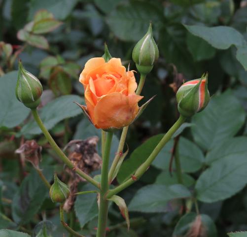 rosaabsolutelyfabulousflobud2garnonswilliams