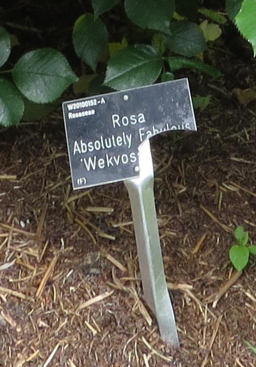 rosaabsolutelyfabulouslabel1garnonswilliams