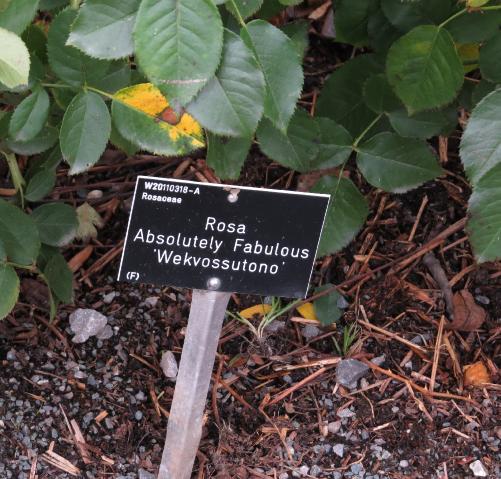 rosaabsolutelyfabulouslabel2garnonswilliams
