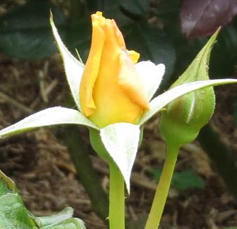 rosaamberqueenbudogarnonswilliams