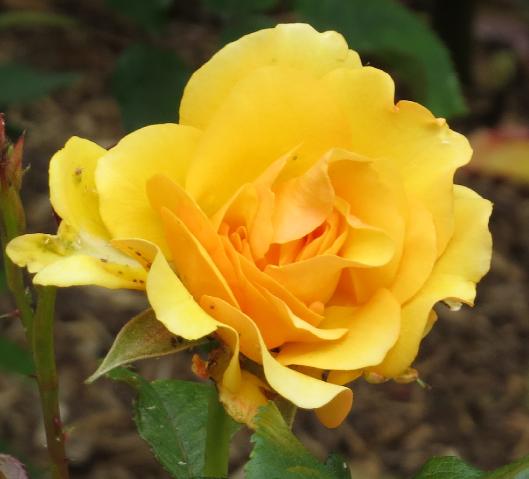 rosaamberqueenflojuvgarnonswilliams