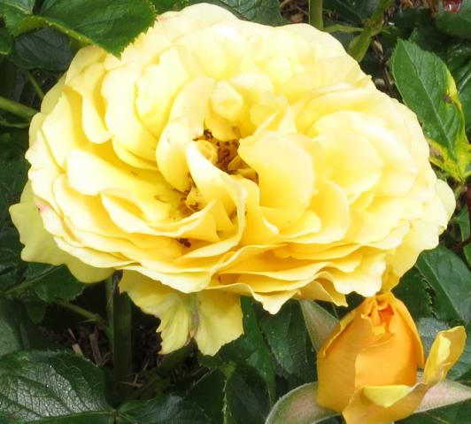 rosaamberqueenflomatgarnonswilliams
