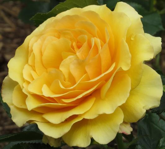rosaamberqueenflomidgarnonswilliams