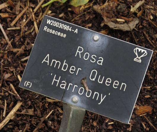 rosaamberqueenlabelgarnonswilliams