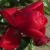 rosaflowercarpetscarletcflomidgarnonswilliams1