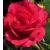 rosaflowercarpetscarletcflomidgarnonswilliams