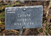 Callunavulgarisalbaaurealabelerror1kavanagh
