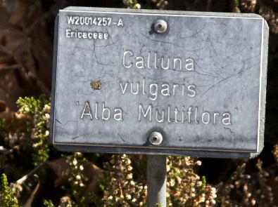 Callunavulgarisalbamultifloralabel133kavanagh