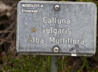 Callunavulgarisalbamultifloralabel233kavanagh