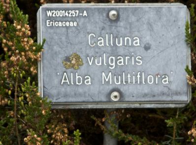 Callunavulgarisalbamultifloralabel333kavanagh